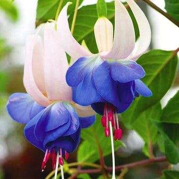 Blue White Fuchsia Seeds