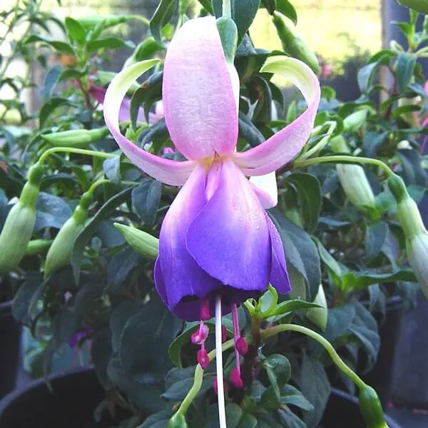 Blue White Fuchsia Seeds