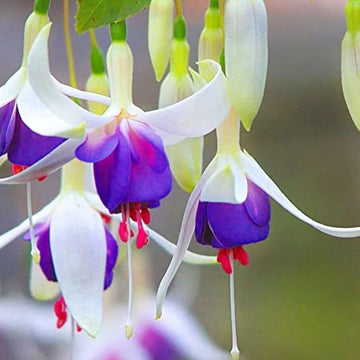  Blue White Fuchsia Seeds 
