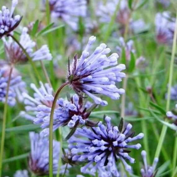 Blue Woodruff Seeds – Wildflower Mix
