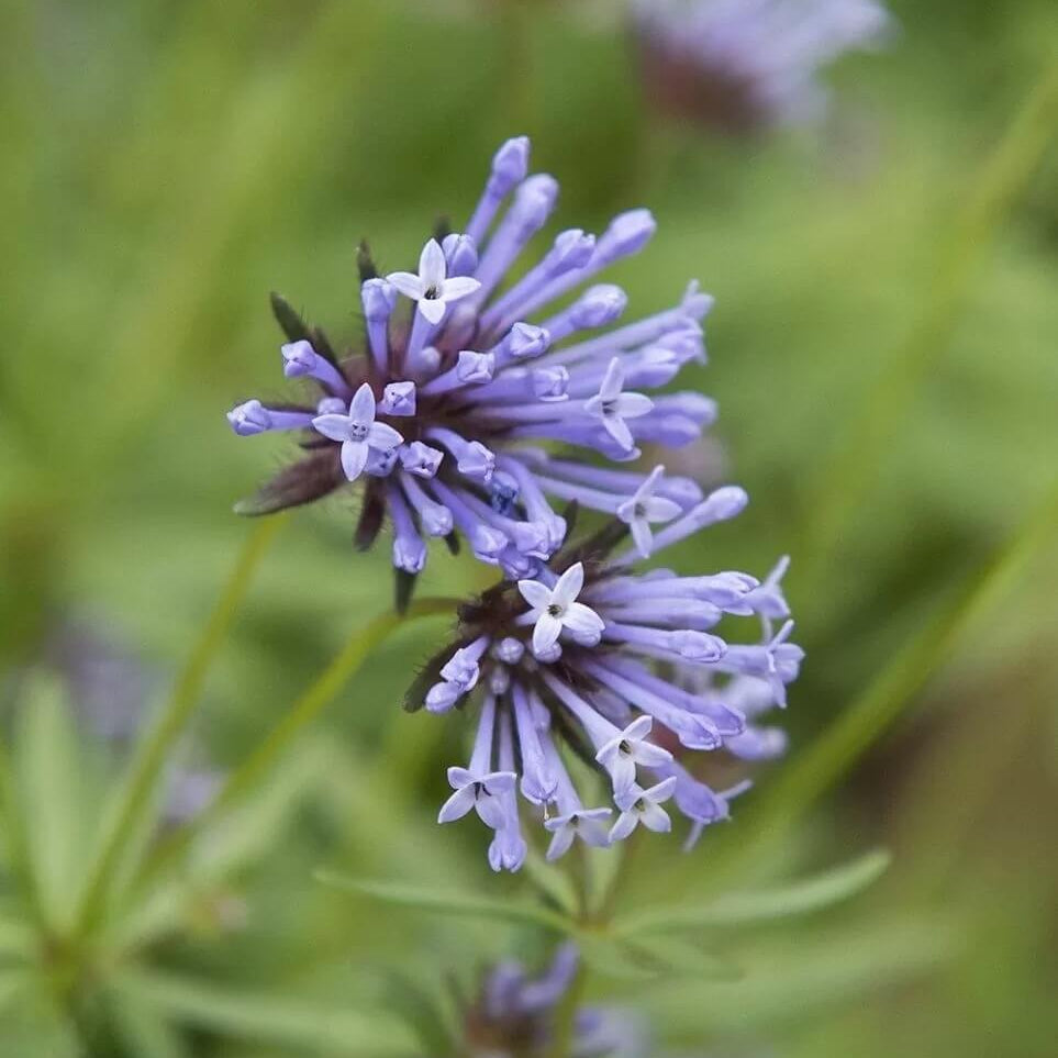 Blue Woodruff Seeds – Wildflower Mix
