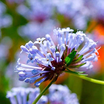 Blue Woodruff Seeds – Wildflower Mix
