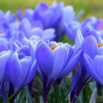 Blue Yellow Crocus Seeds 