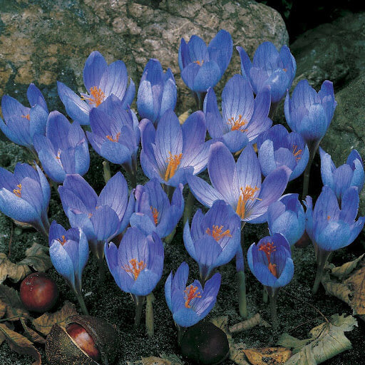Blue Yellow Crocus Seeds 