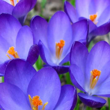 Blue Yellow Crocus Seeds 