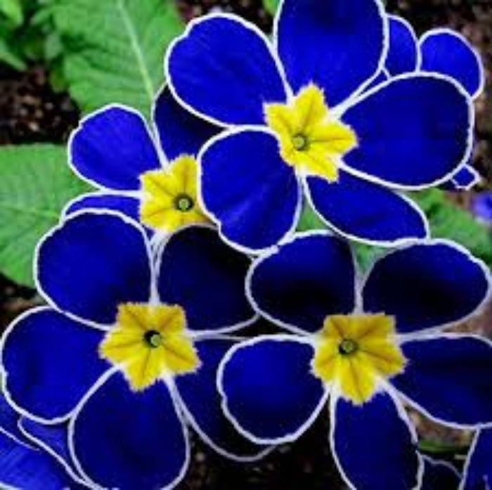 Blue Yellow Daffodils Seeds 