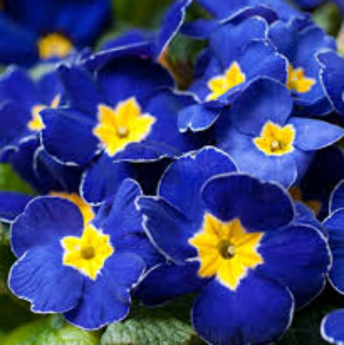 Blue Yellow Daffodils Seeds 