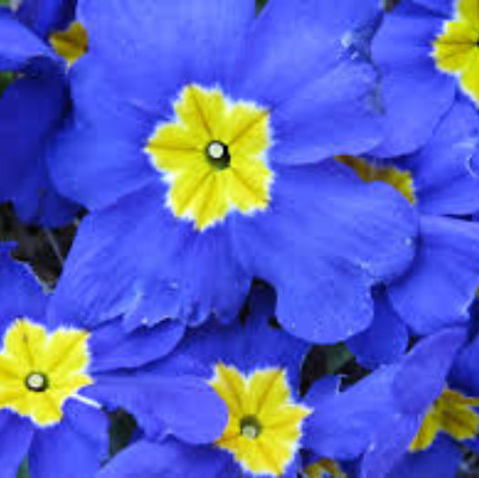 Blue Yellow Daffodils Seeds 