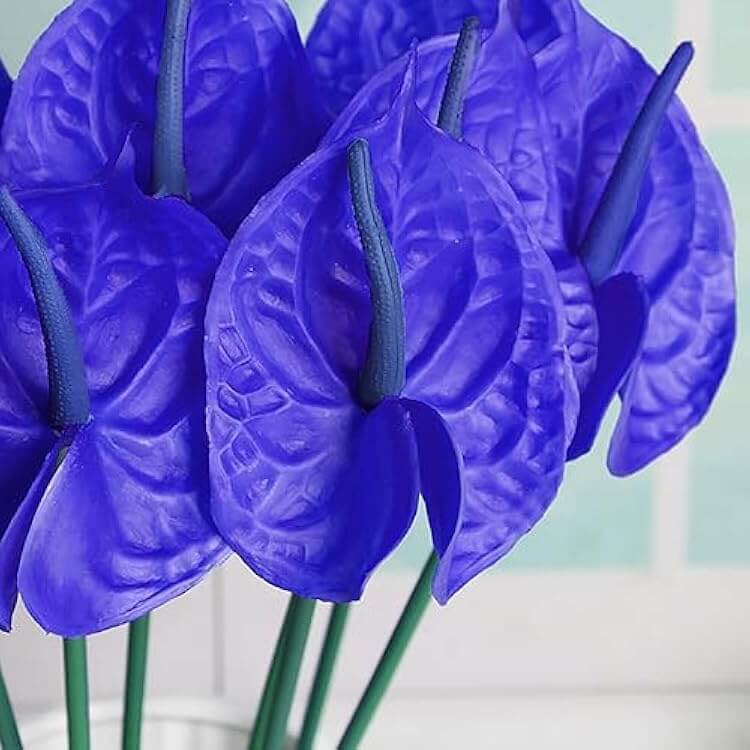 Blue anthurium Linden Seeds 