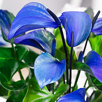 Blue anthurium Linden Seeds 
