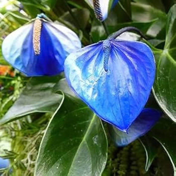 Blue anthurium Linden Seeds 
