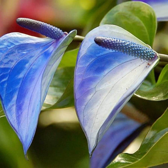 Blue anthurium Seeds