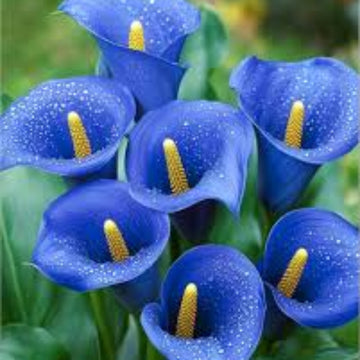 Blue calla lily seeds