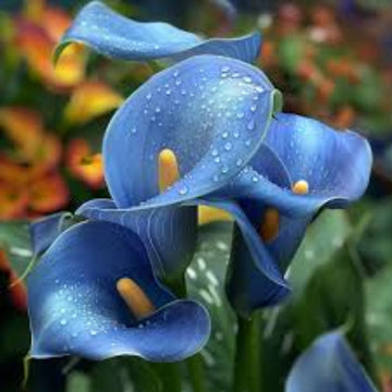 Blue calla lily seeds