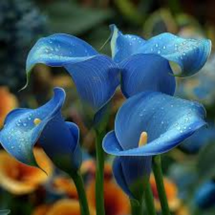 Blue calla lily seeds