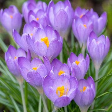 Blue ocean Crocus Seeds