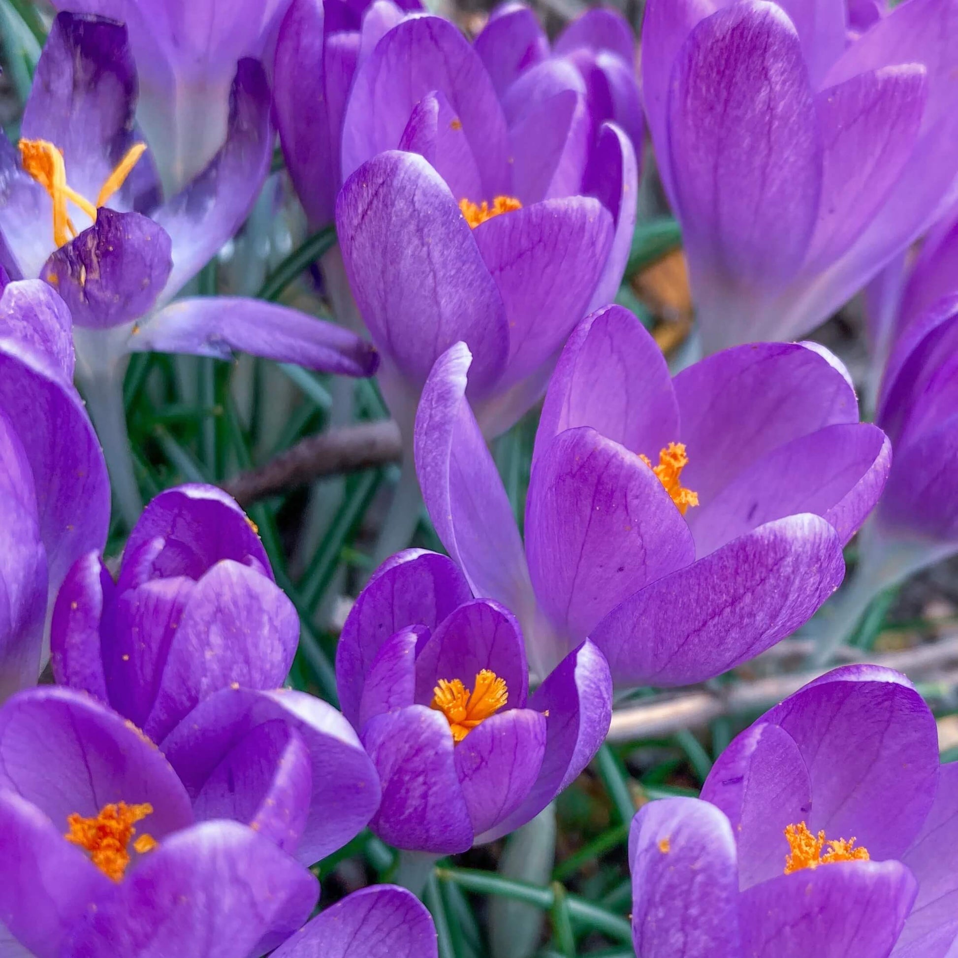 Blue ocean Crocus Seeds
