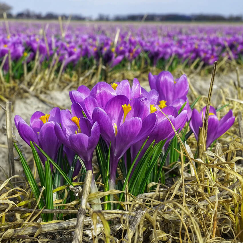 Blue ocean Crocus Seeds