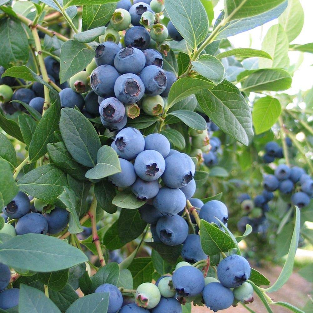 Blueberry Seeds
