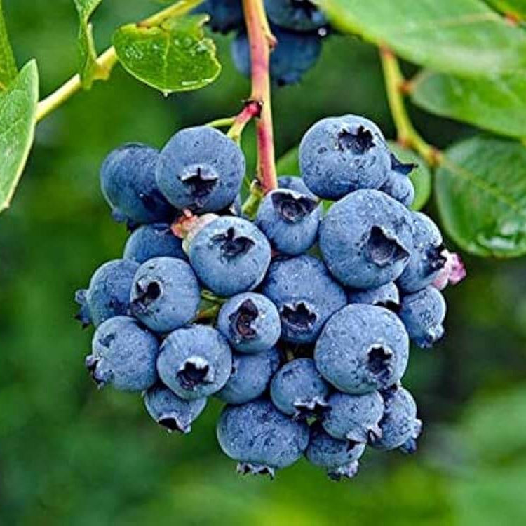 Blueberry Seeds – North American Mix