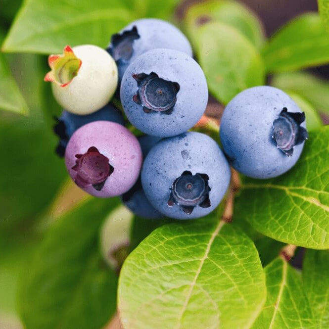 Blueberry Seeds – Wild Lowbush 