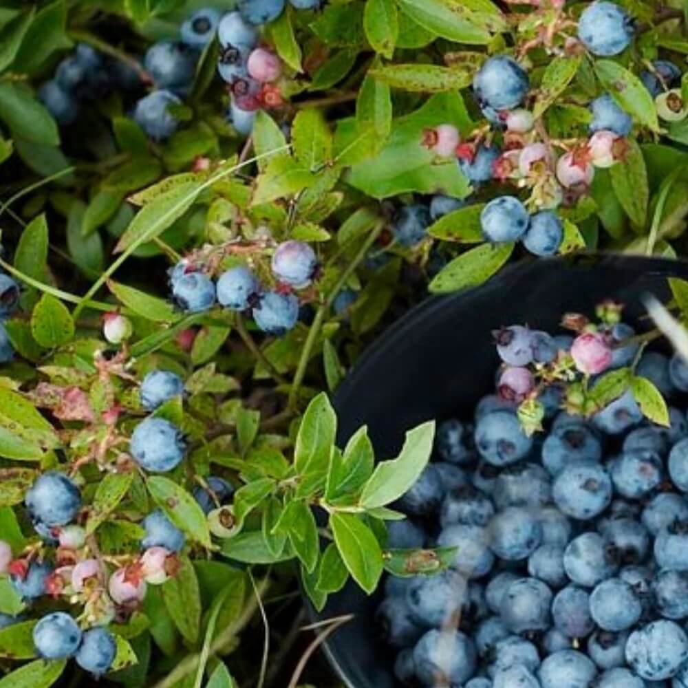 Blueberry Seeds – Wild Lowbush 