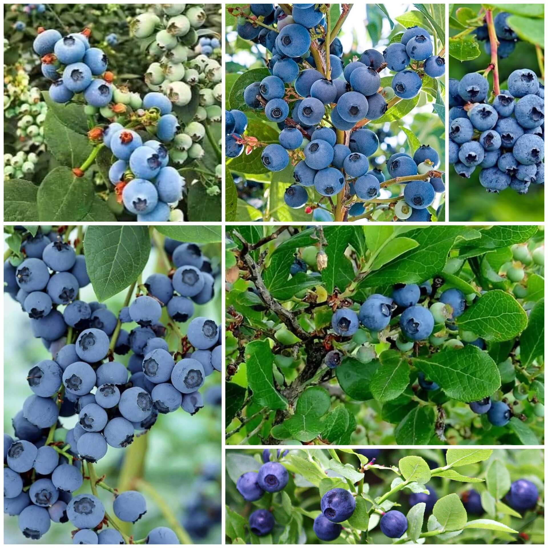 Blueberry Seeds - All In One For Home Gardens
