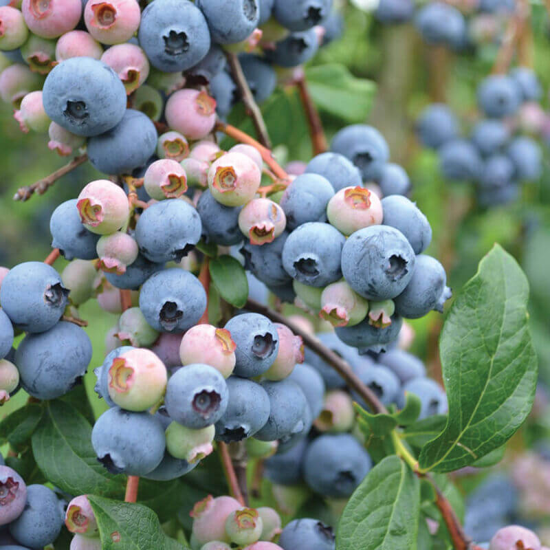 Blueberry Seeds - All In One For Home Gardens