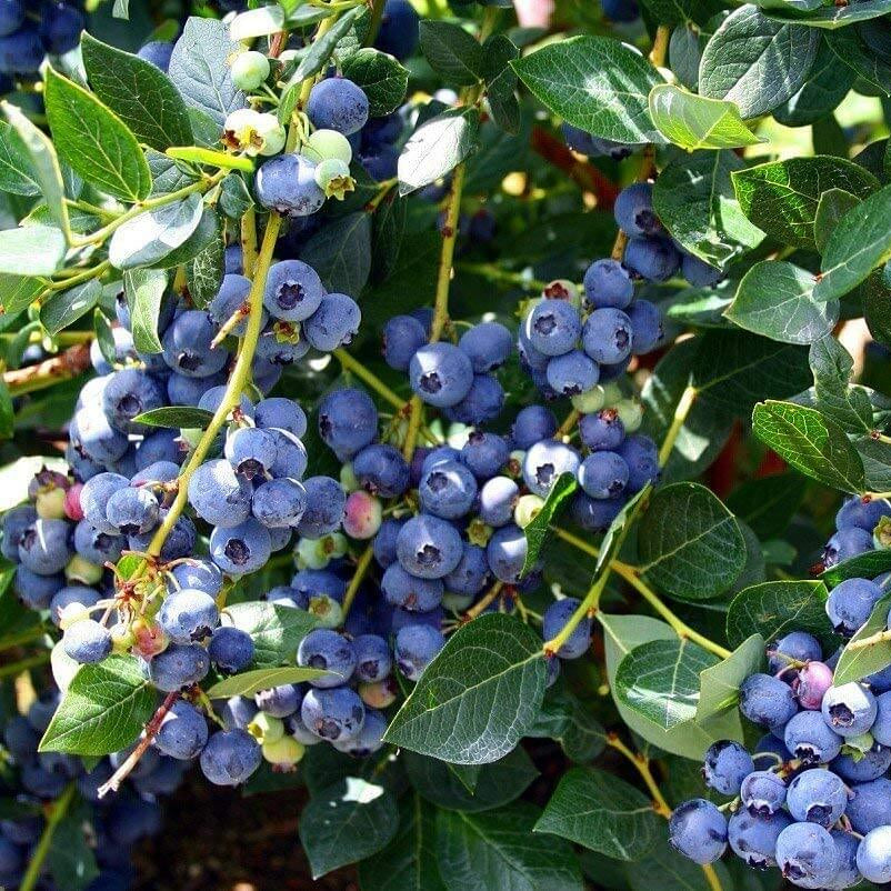 Blueberry Seeds - All In One For Home Gardens