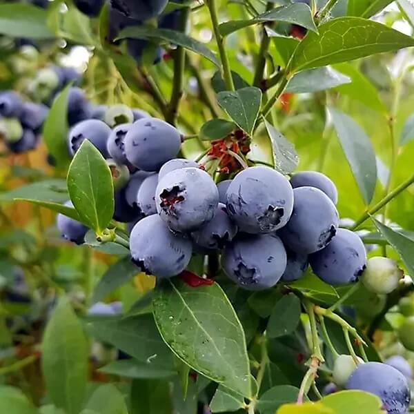 Blueberry Seeds - All In One For Home Gardens