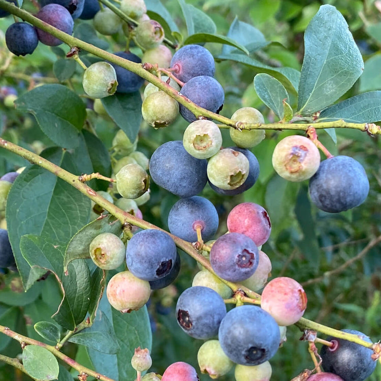 Blueberry Seeds - All In One For Home Gardens