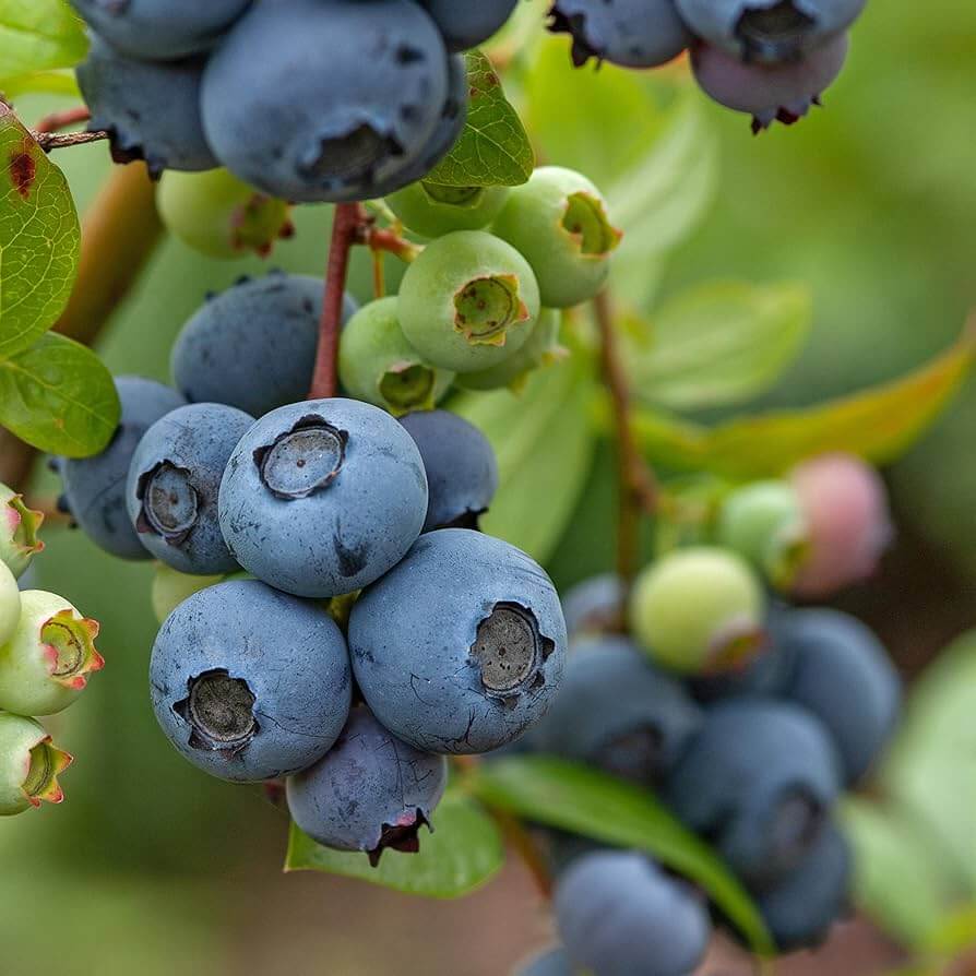 Blueberry Seeds – Vaccinium
