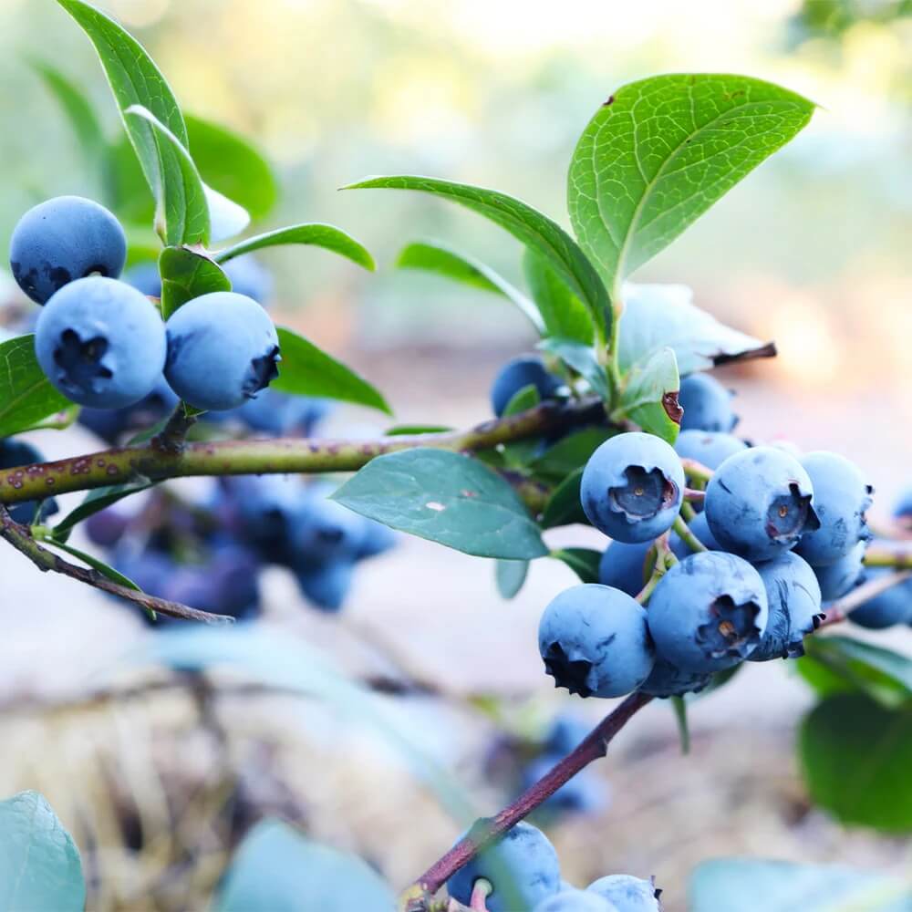 Blueberry Seeds – North American Mix