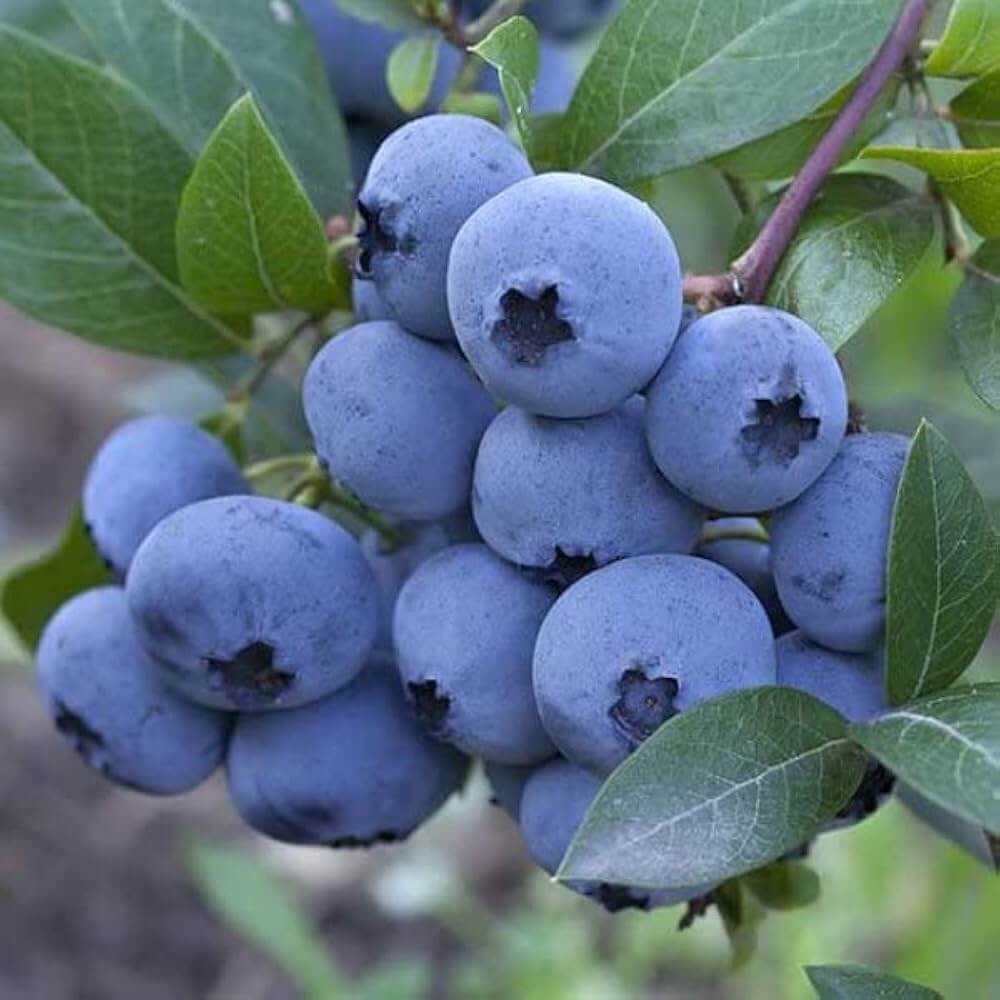 Blueberry Seeds – North American Mix