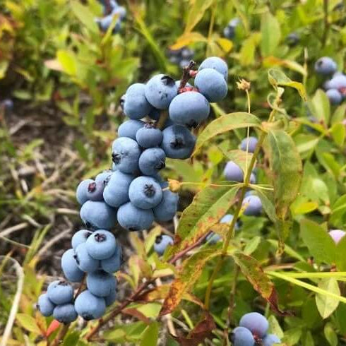 Blueberry Seeds – Wild Lowbush 