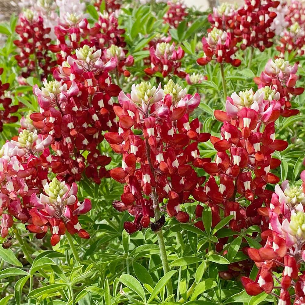 Bluebonnet Seeds – Maroon Red Texas
