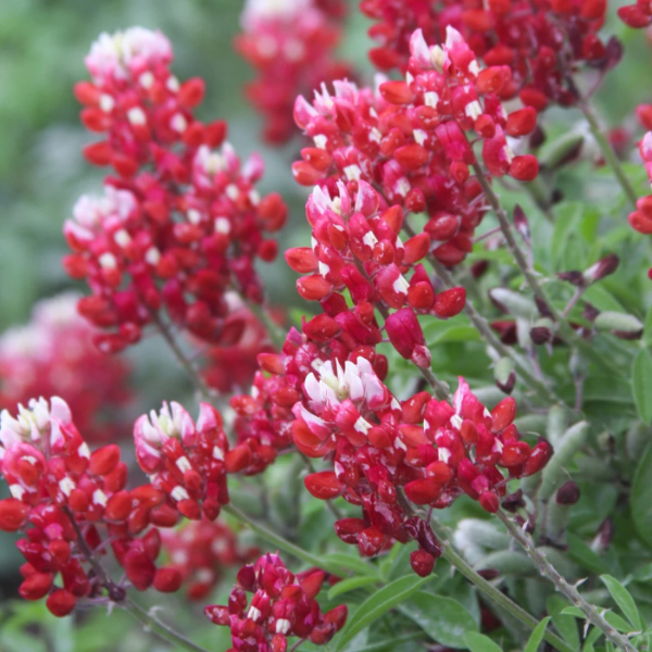 Bluebonnet Seeds – Red Texas
