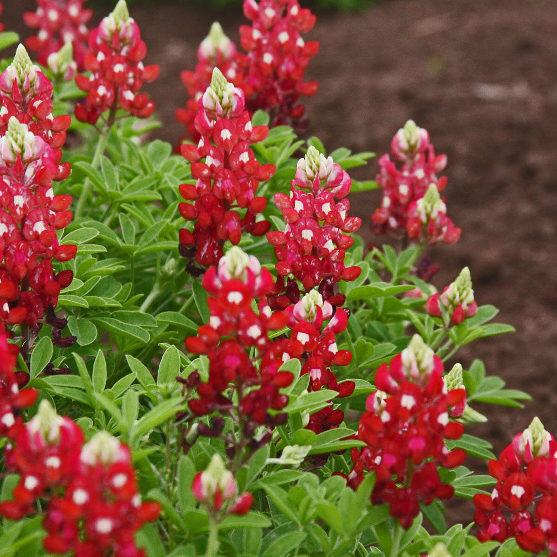 Bluebonnet Seeds – Red Texas
