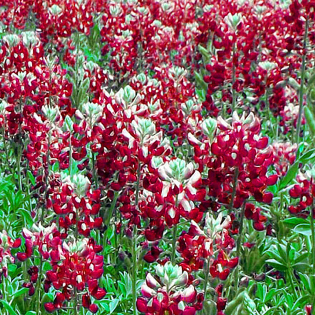 Bluebonnet Seeds – Maroon Red Texas

