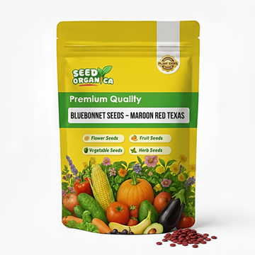Bluebonnet Seeds – Maroon Red Texas
