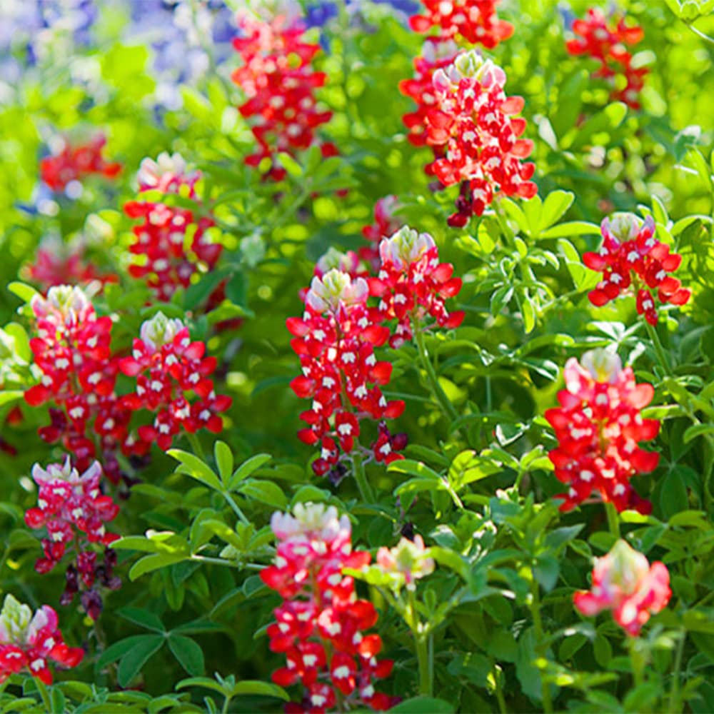 Bluebonnet Seeds – Red Texas
