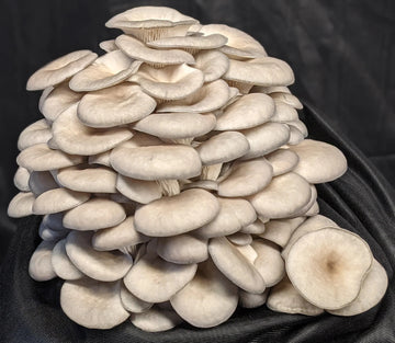 Mushroom Seeds – Oyster
