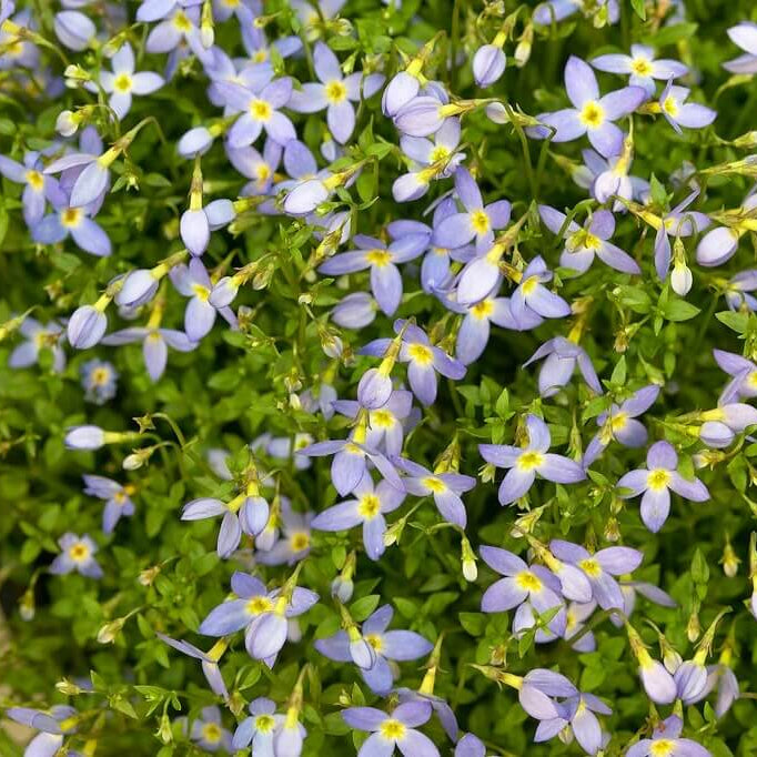 Bluets Flower Seeds