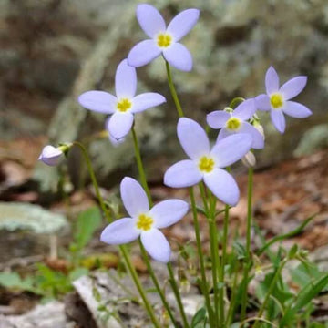 Bluets Flower Seeds