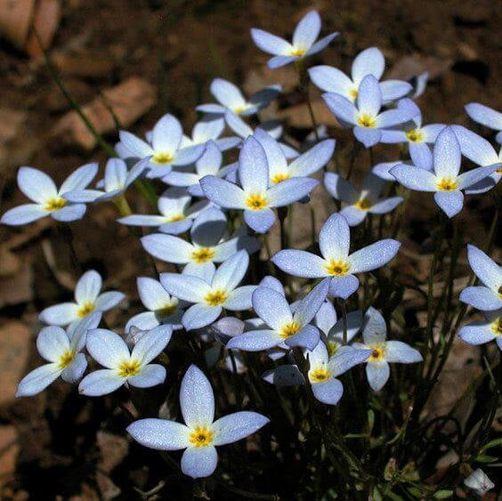 Bluets Flower Seeds