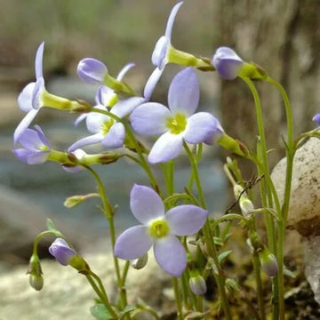 Bluets Flower Seeds