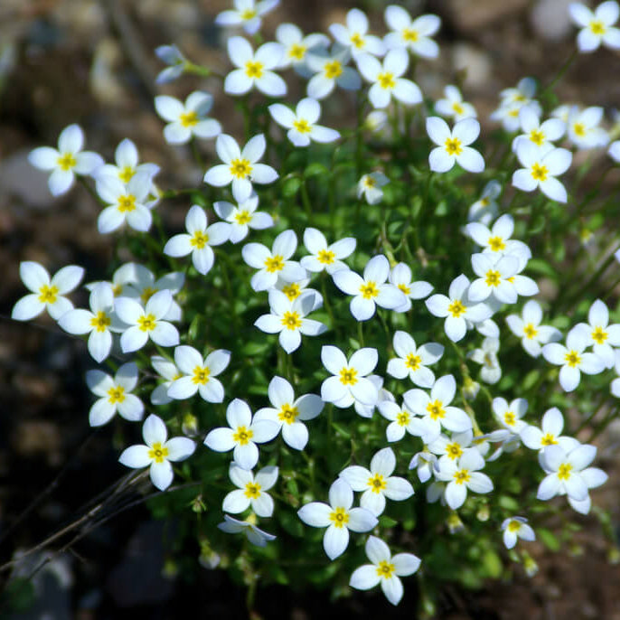 bluets flower seeds Houstonia Bluets Seeds