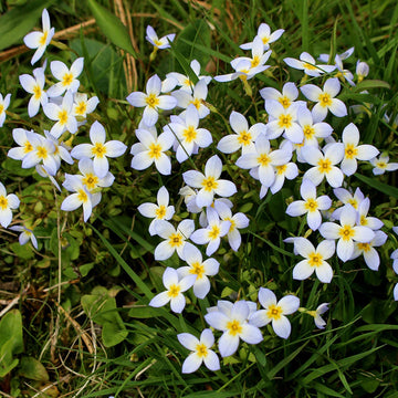 Bluets Seeds – Houstonia
