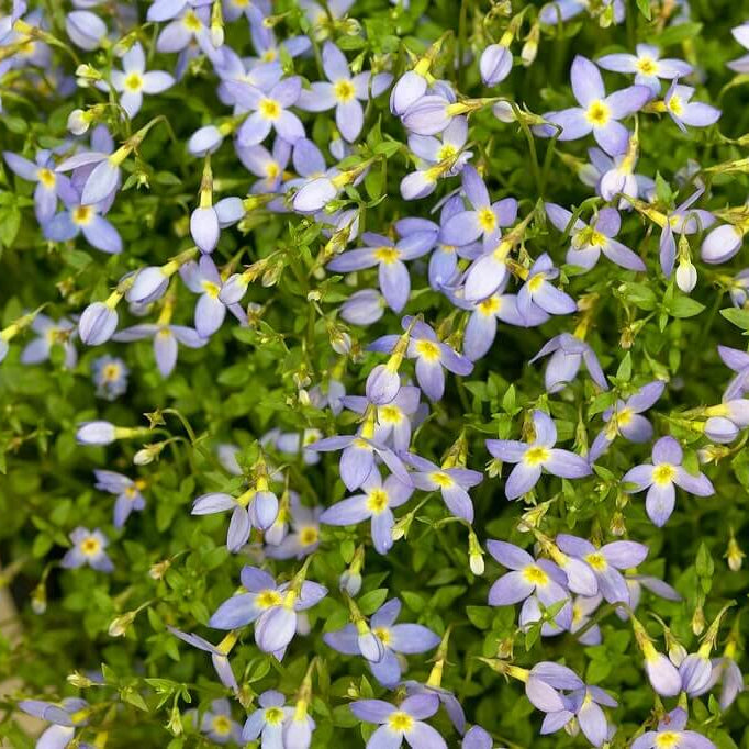 Bluets Wildflower Seeds