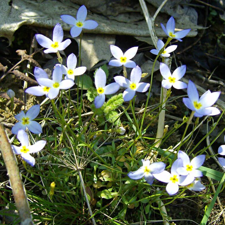 Bluets Wildflower Seeds